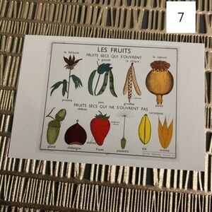 French Language Single Postcard Art Print - Vintage Botany - Fruit 7